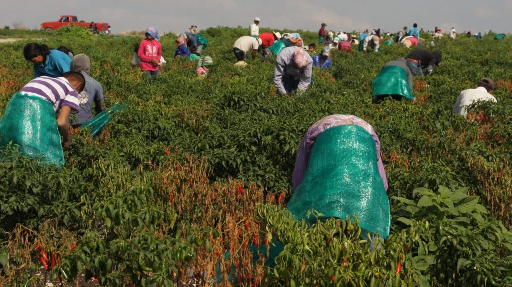 Familias indígena en riesgos de contagio y muertes por Covid-19 en los campos agrícolas de México